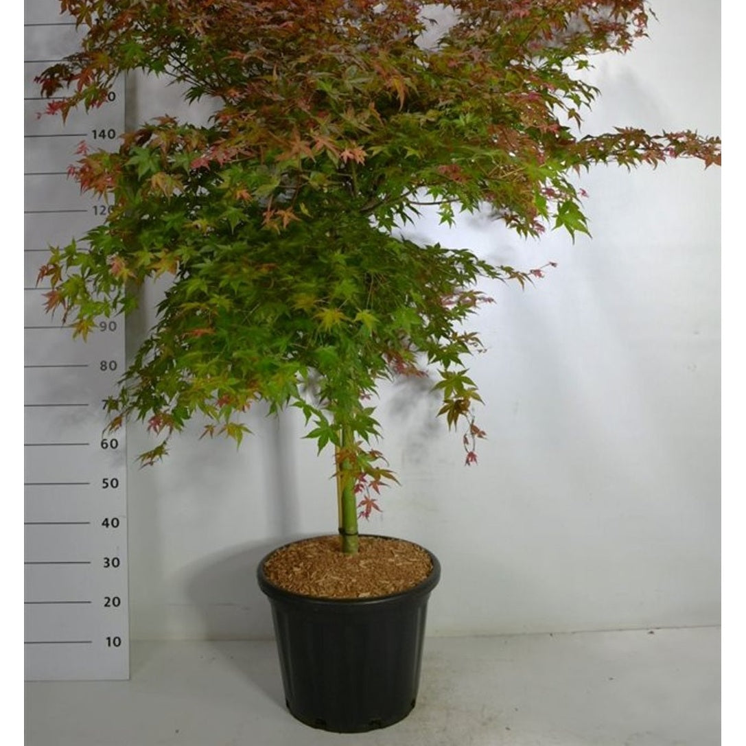Japansk lönn – Acer palmatum 'Beni-maiko' - C35 60 cm. Stam