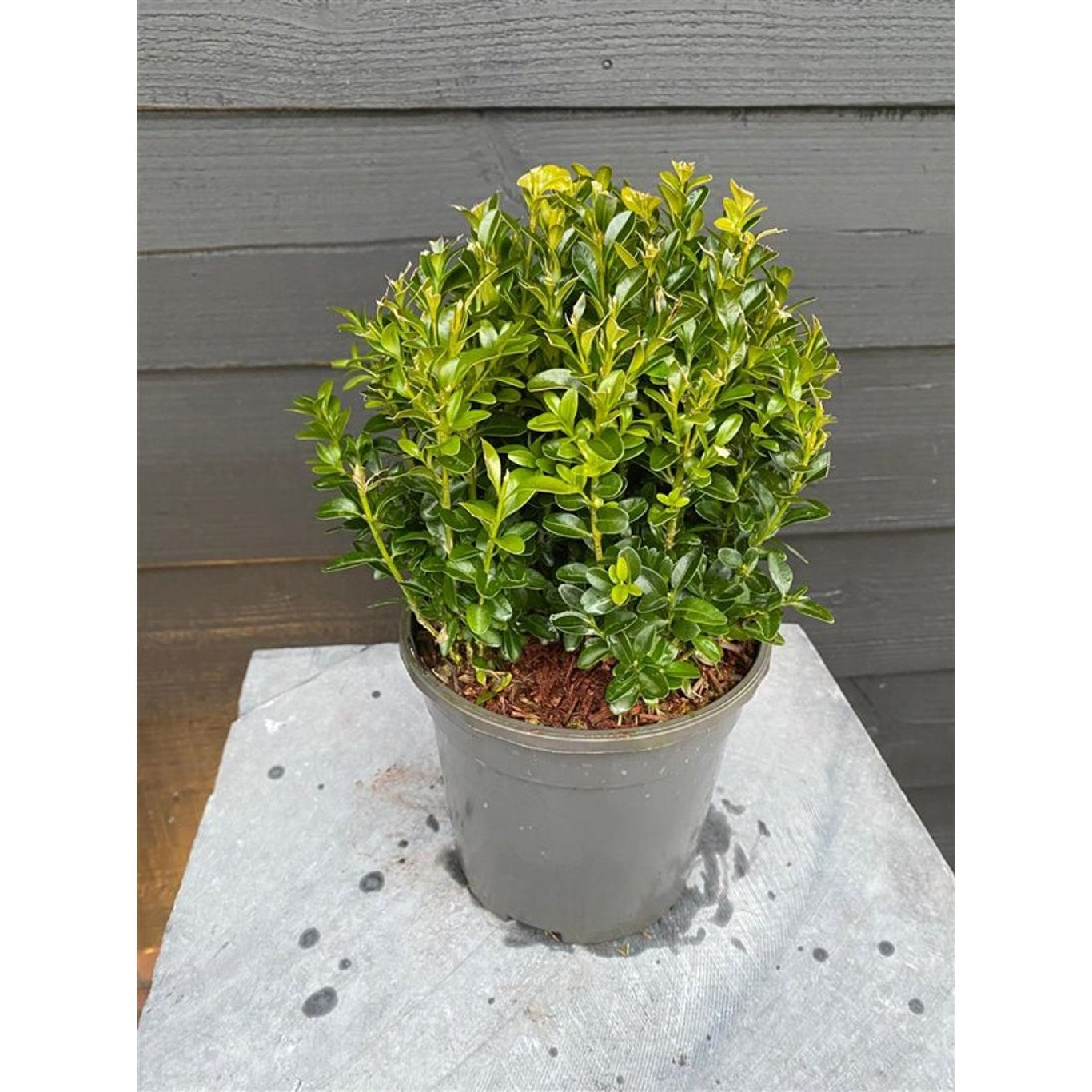 Buxbom – Buxus sempervirens - 20 CM Ball Cont.
