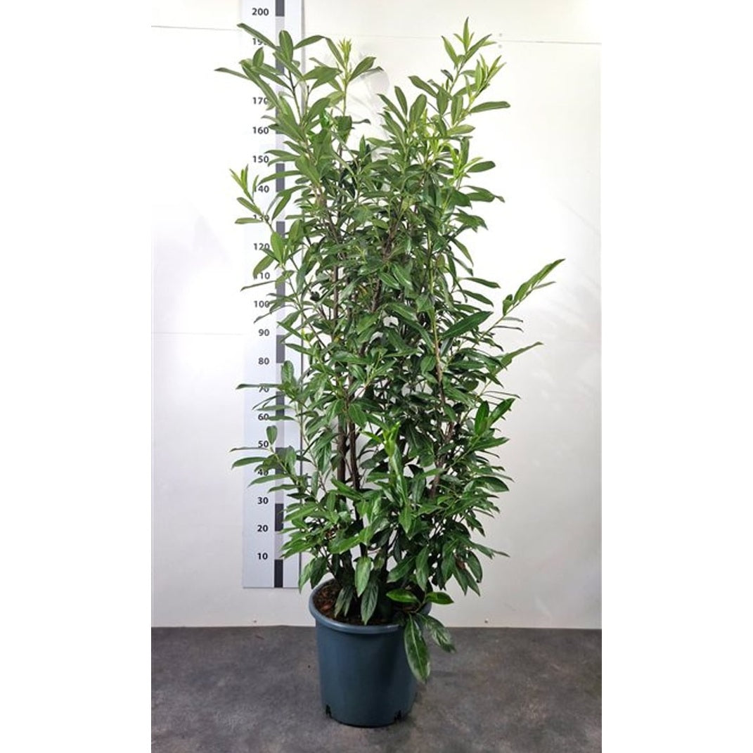 Lagerhägg – Prunus laurocerasus &