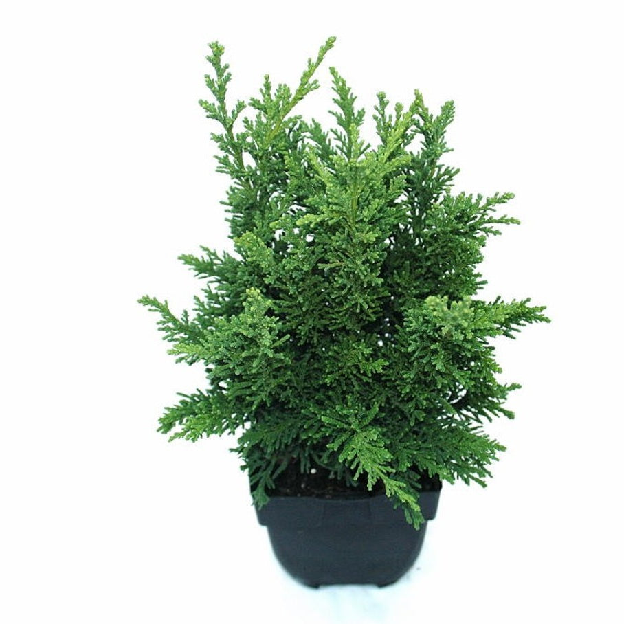 Ädelcypress – Chamaecyparis obtusa 'Draht' - C2
