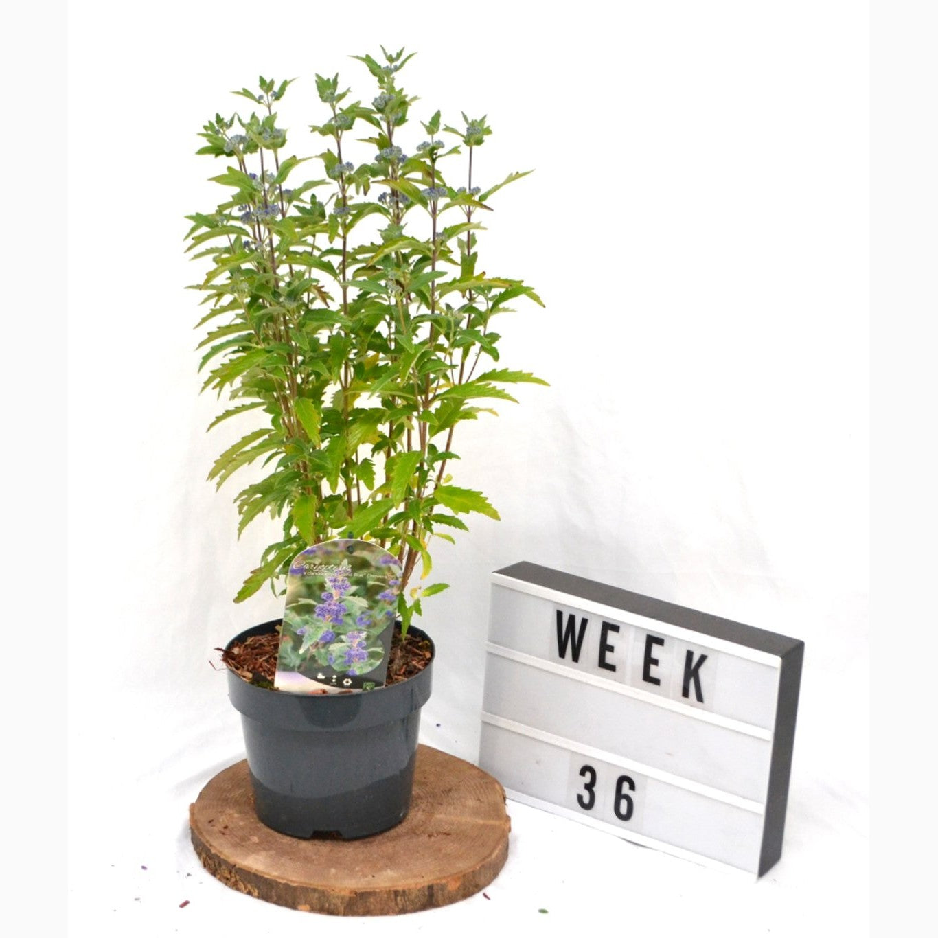 Blåspirea – Caryopteris clandonensis 'Grand Bleu' - C3 20-40 CM