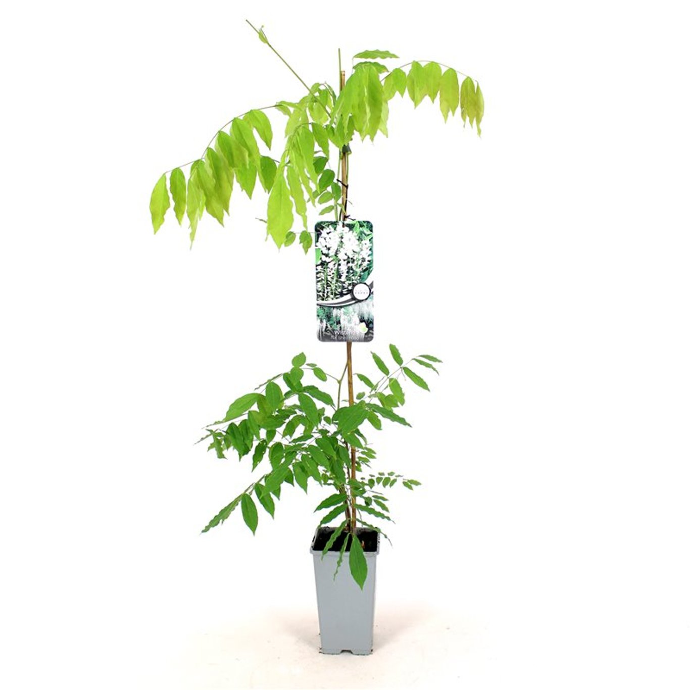 Blåregn – Wisteria floribunda 'Shiro-noda' - C2 80-100 CM Stick