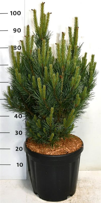 Tall – Pinus sylvestris &