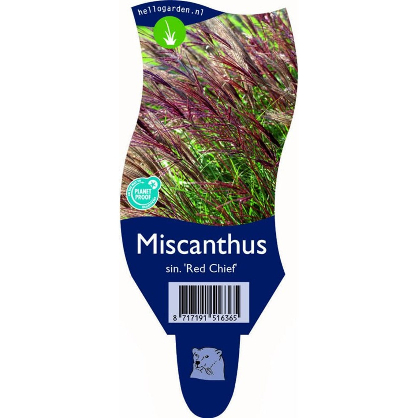 Glansmiskantus – Miscanthus sinensis 'Red Chief' - P11
