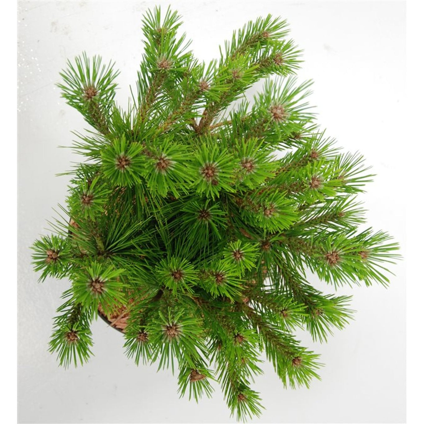 Svarttall – Pinus densiflora 'Low Glow' - C5 30-40 cm.