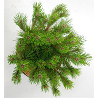 Svarttall – Pinus densiflora 'Low Glow' - C5 30-40 cm.