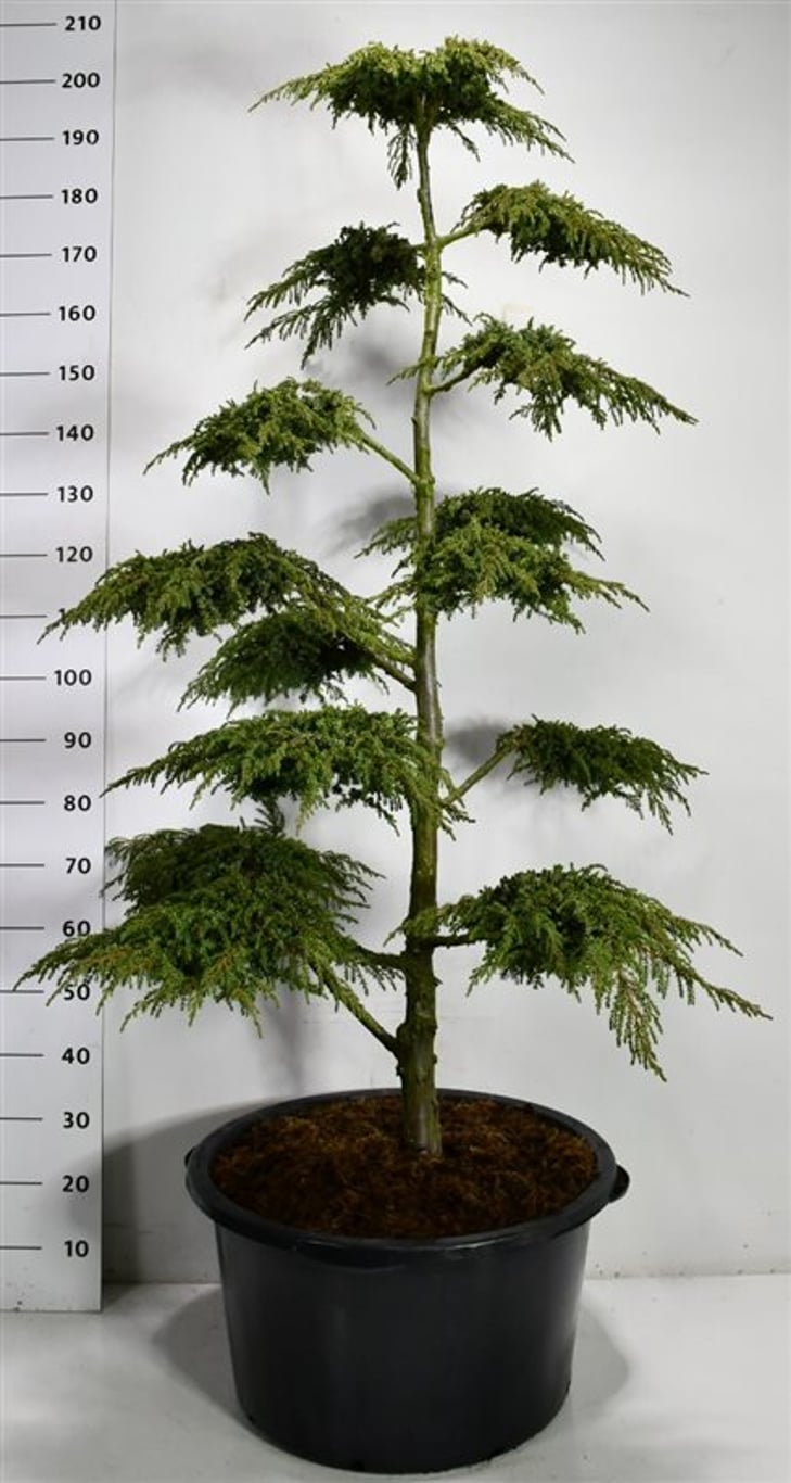 En – Juniperus communis &
