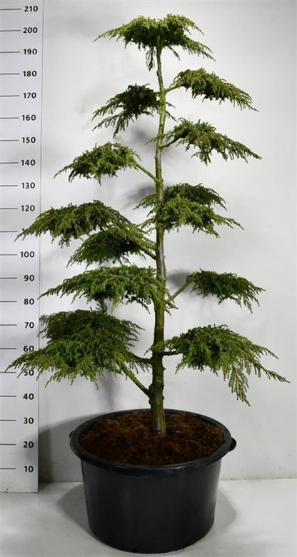 En – Juniperus communis &