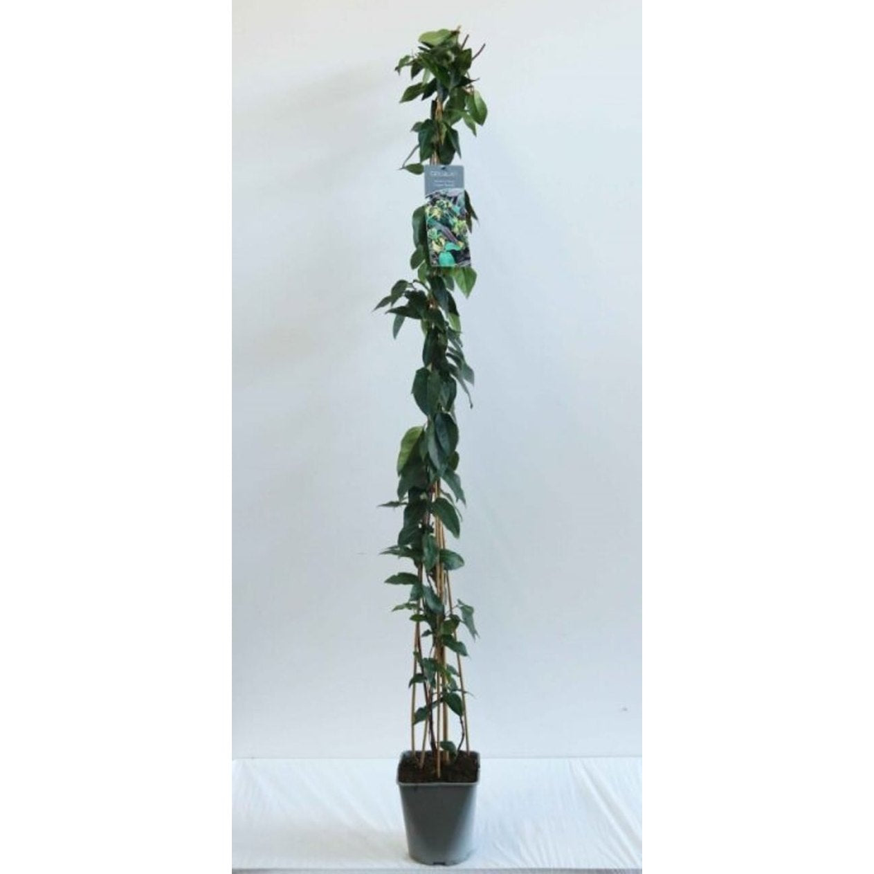 Kaprifol – Lonicera henryi &