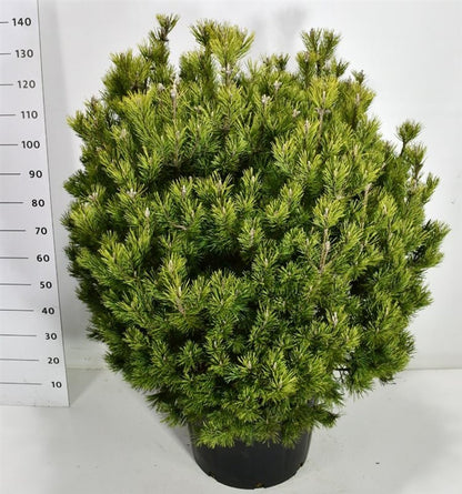 Bergtall – Pinus mugo &
