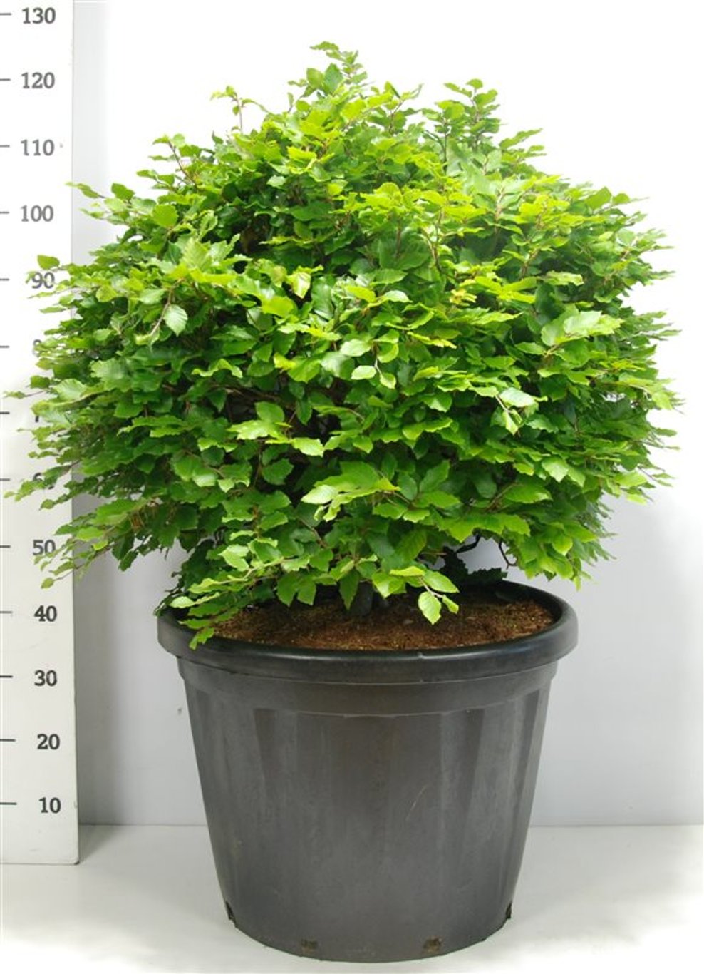 Bok – Fagus sylvatica - C80 80-90 cm. Bol