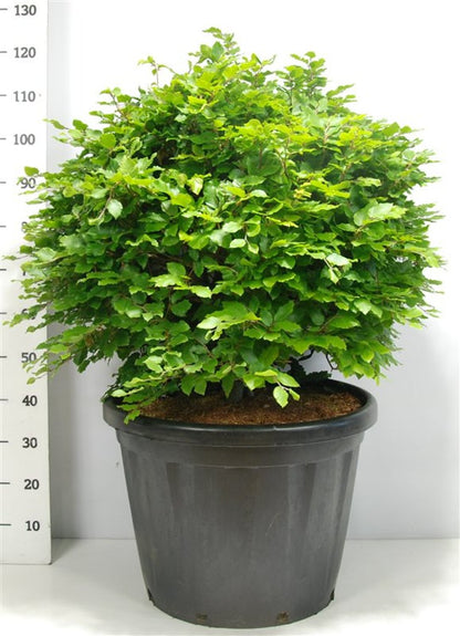 Bok – Fagus sylvatica - C80 80-90 cm. Bol