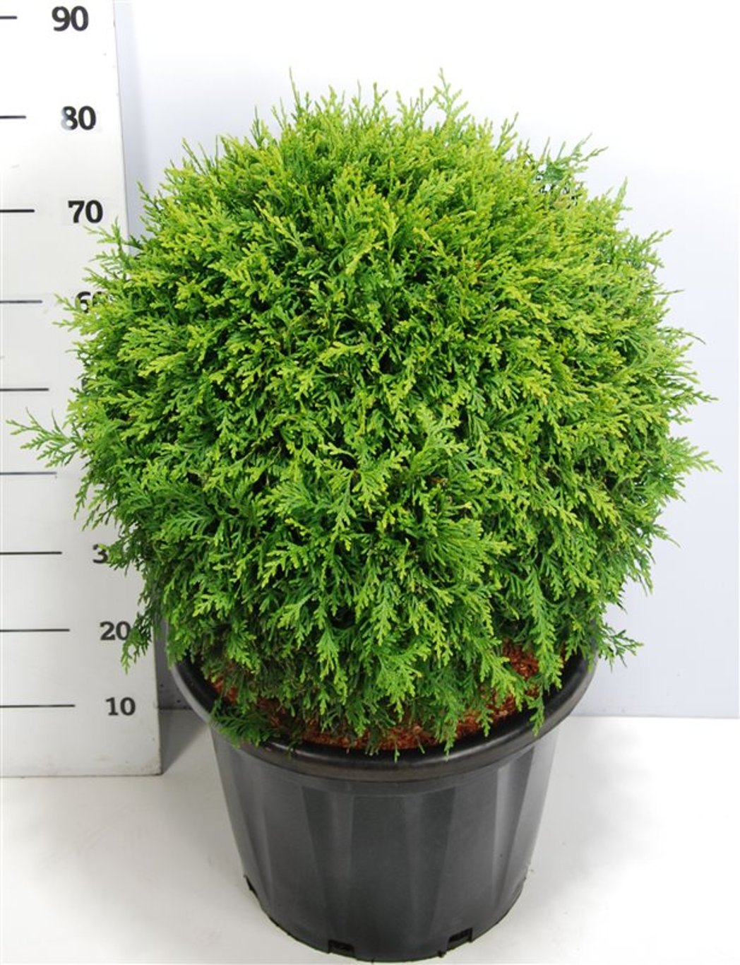 Thuja – Thuja occidentalis &