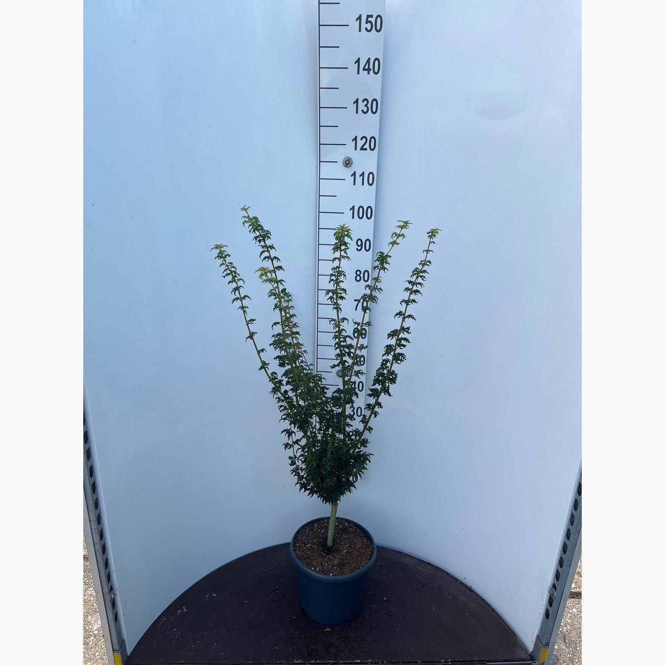 Japansk lönn – Acer pal. 'Shishigashira' - C10 50-60 CM