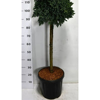 Himalaya-en – Juniperus squamata 'Blue Star' - C18 70 cm. Stam