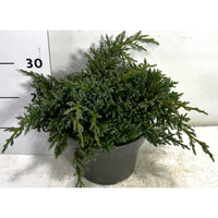 Himalaya-en – Juniperus squamata 'Tropical Blue' - C5 30-40 cm.