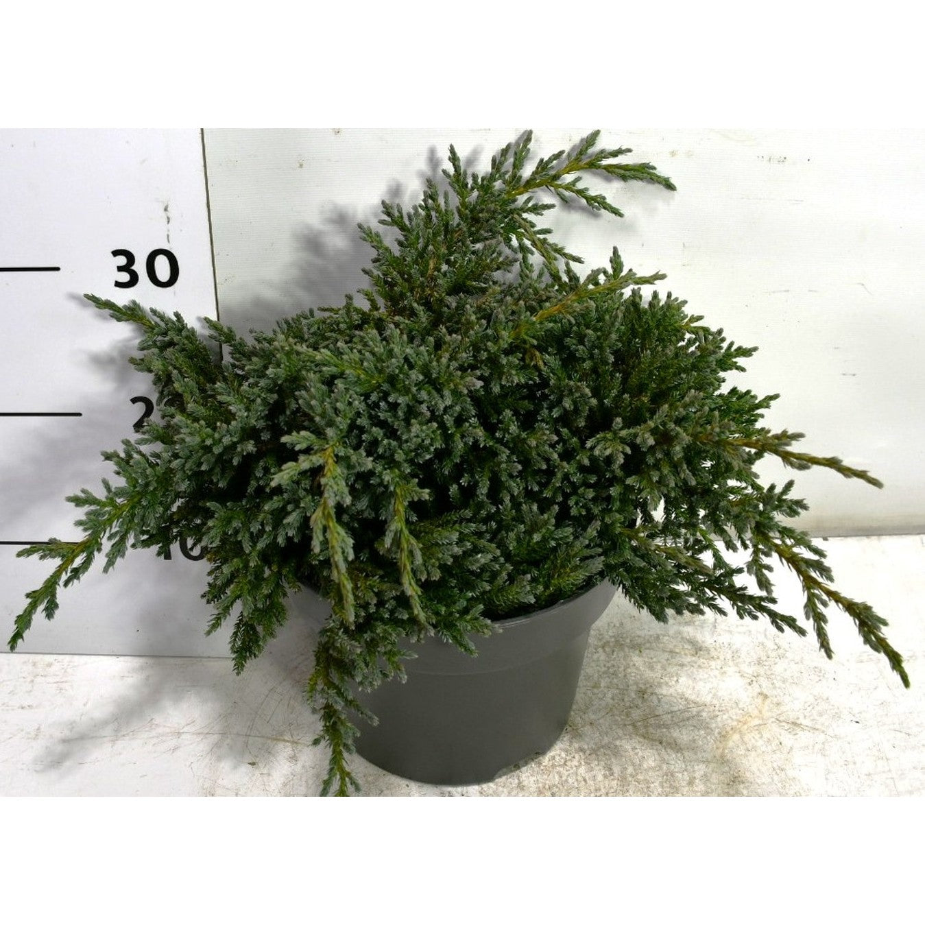 Himalaya-en – Juniperus squamata 'Tropical Blue' - C5 30-40 cm.