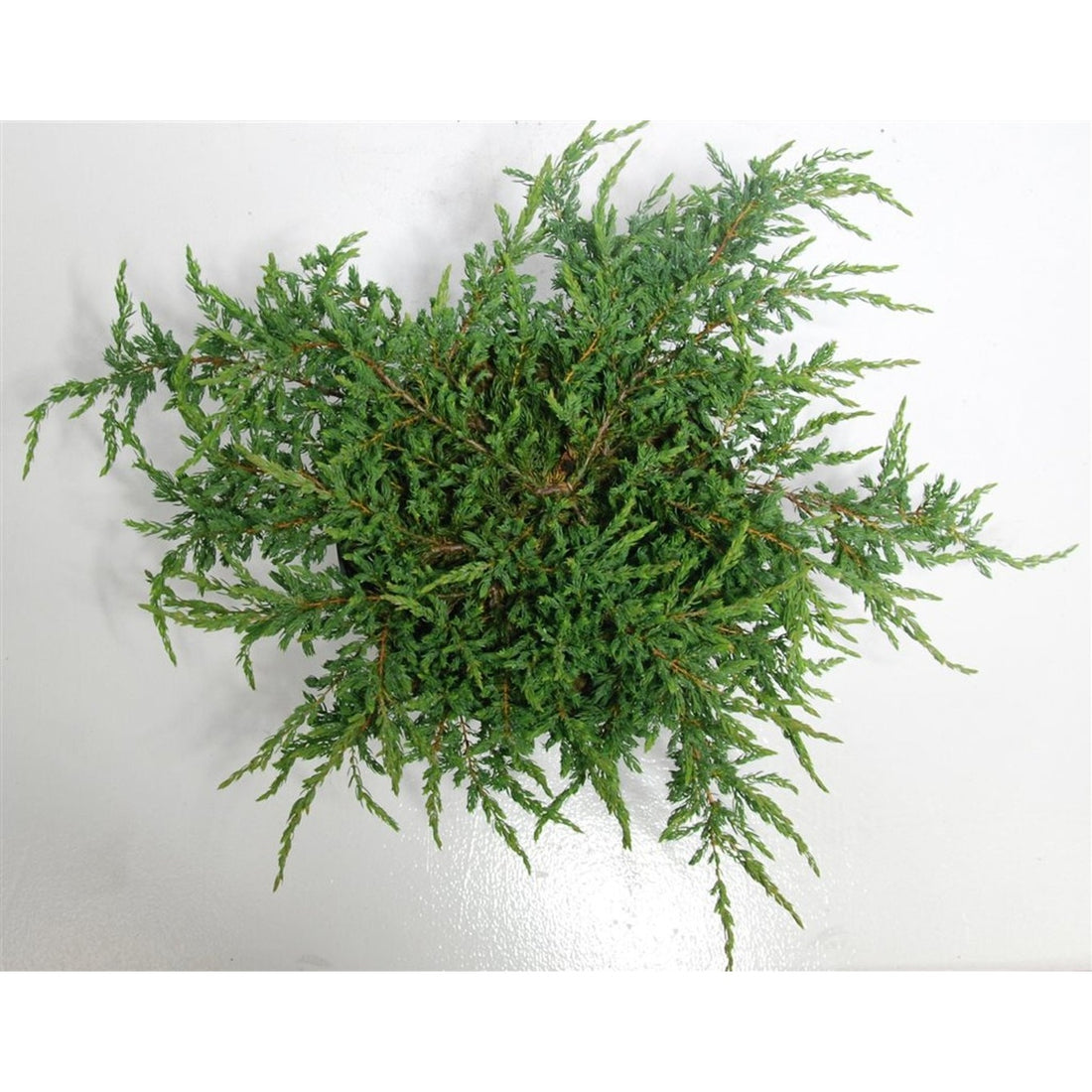 En – Juniperus communis &