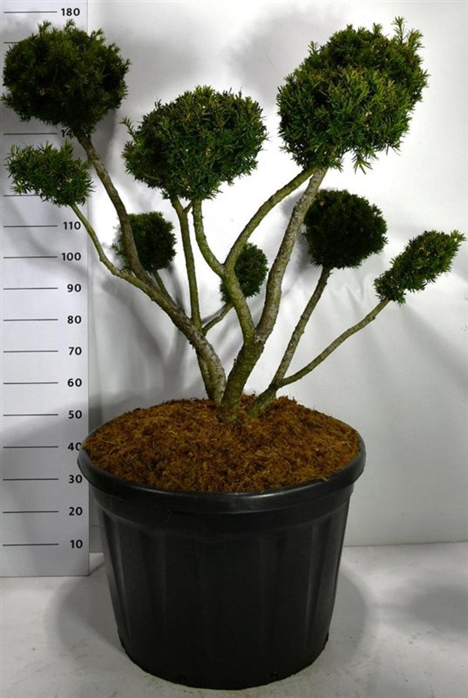 Hybrididegran – Taxus media &
