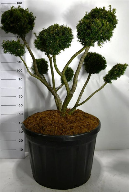 Hybrididegran – Taxus media &