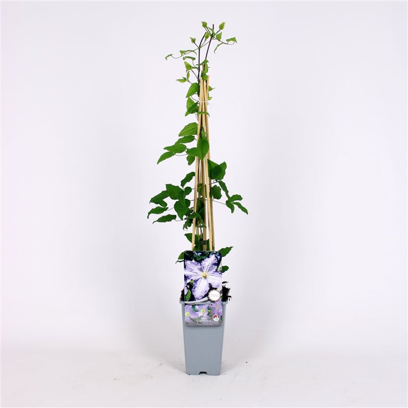 Klematis – Clematis 'Blekitny Aniol' - C2 70/+ CM