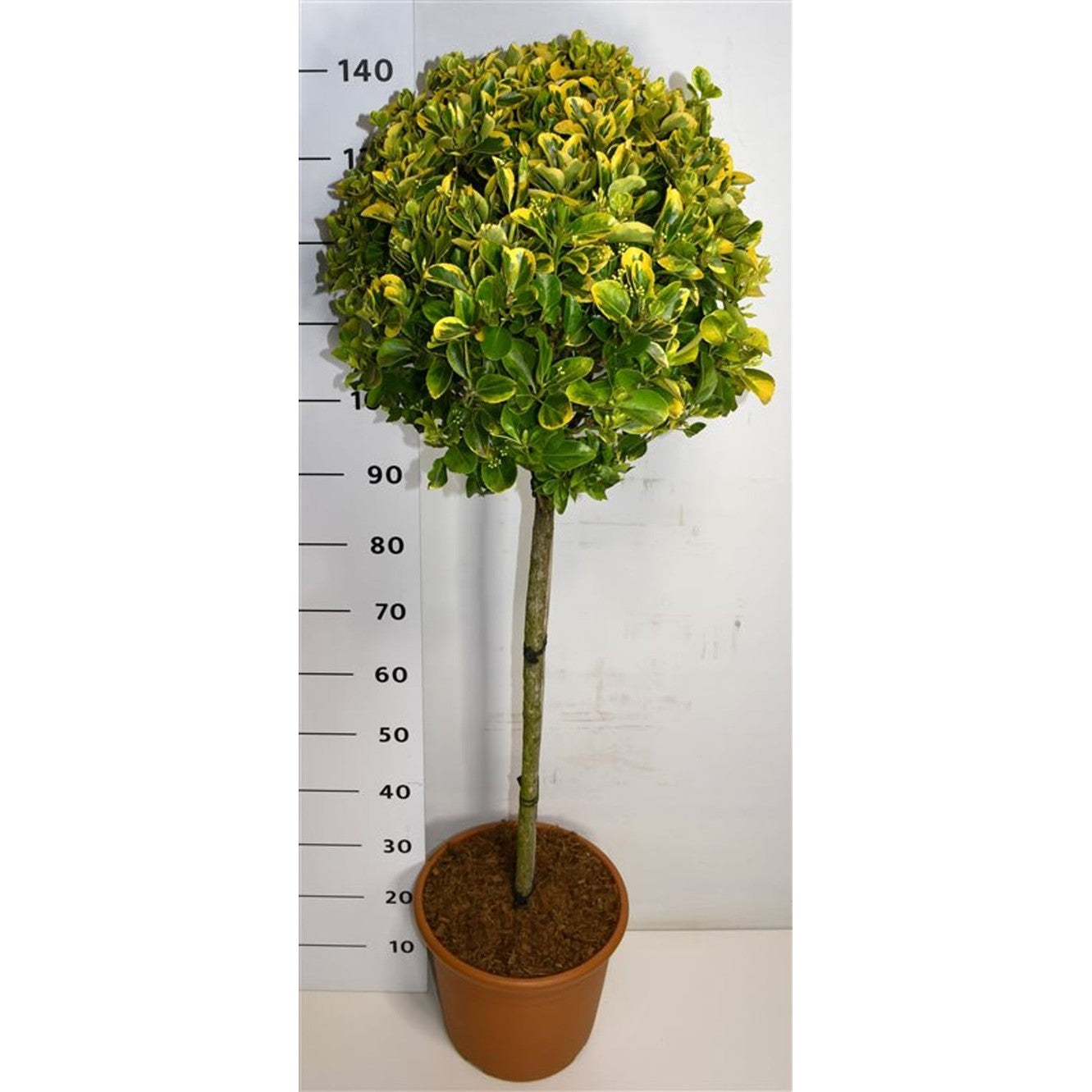 Japansk benved – Euonymus japonicus 'Aureus' - C15 90 cm. Stam