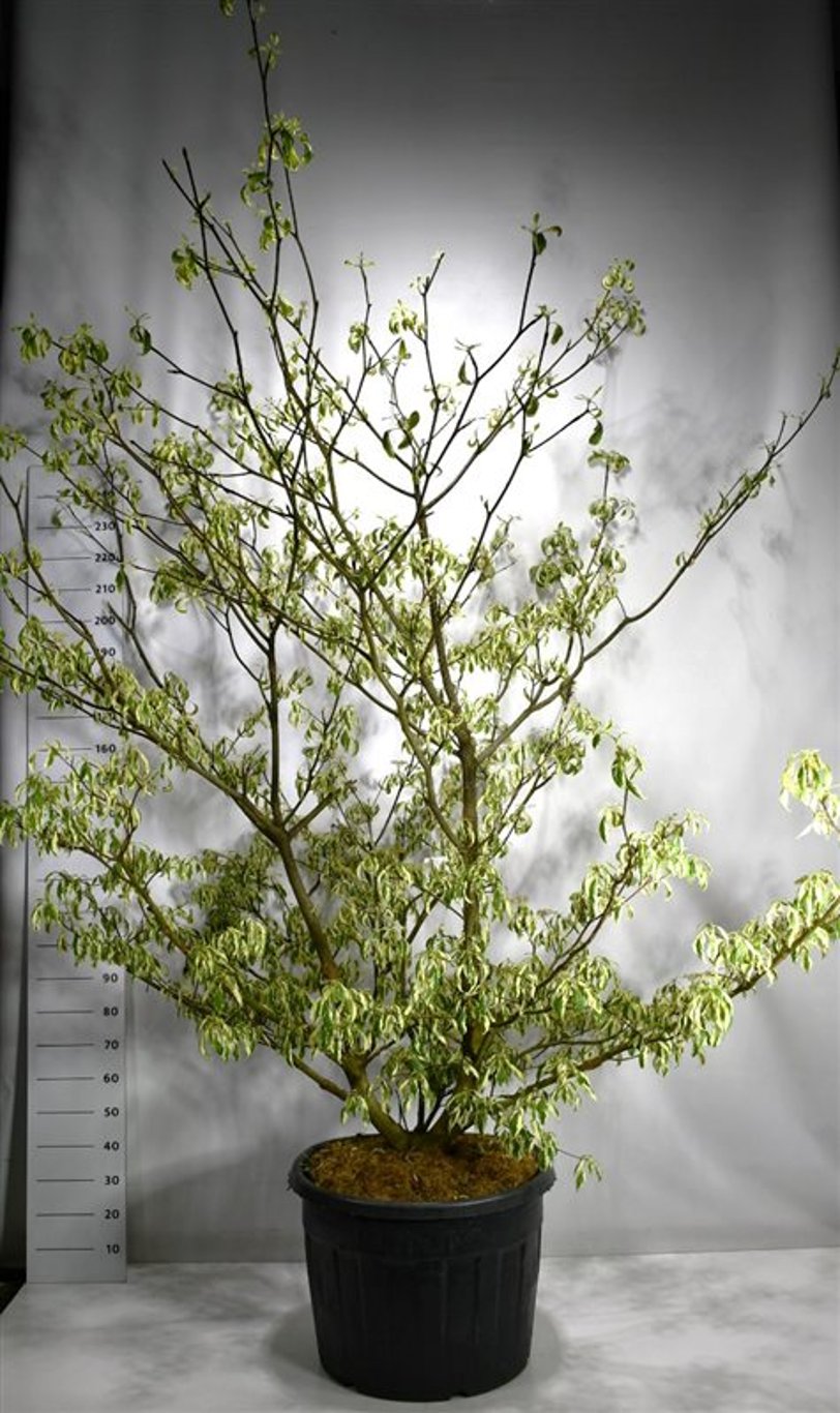 Pagodkornell – Cornus controversa &