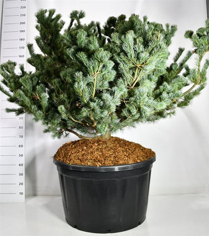 Japansk vit­tall – Pinus parviflora &