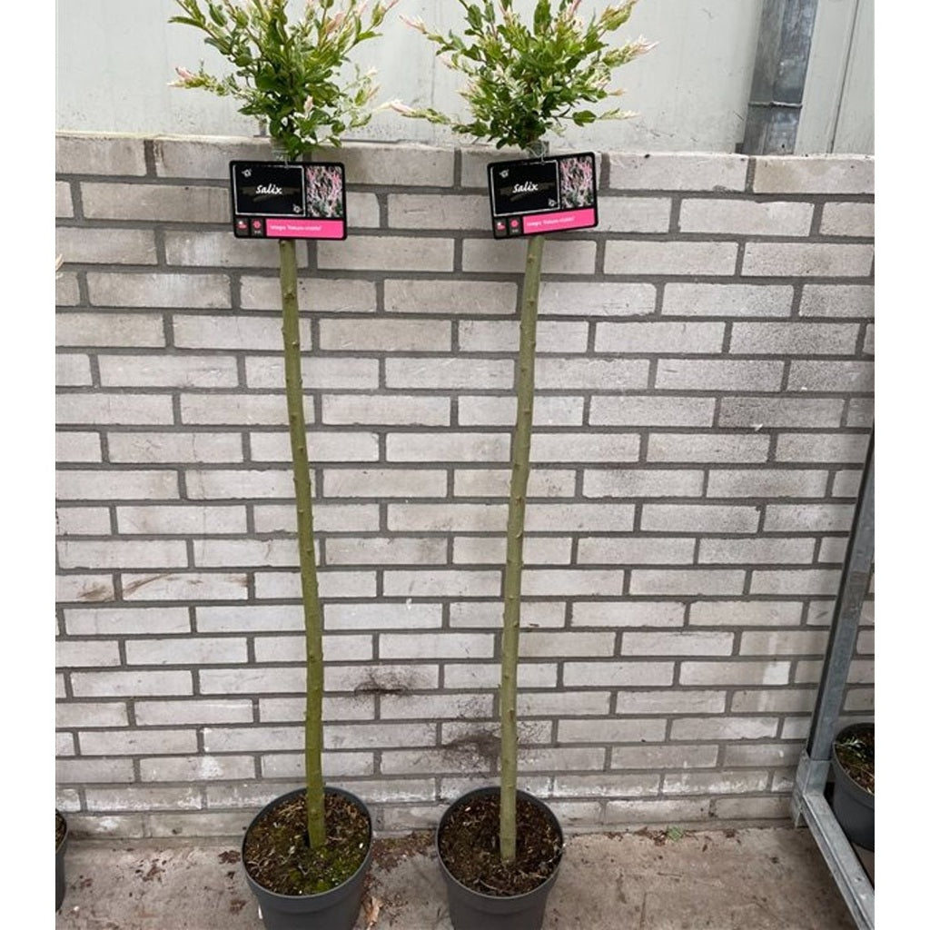 Japansk vide – Salix integra 'Hakuro-nishiki' - 120 CM Stem C5