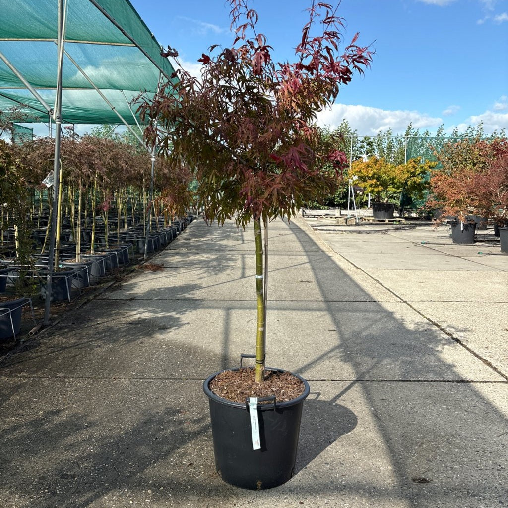 Japansk lönn – Acer pal. 'Oregon Sunset' - 50 CM Stem C30