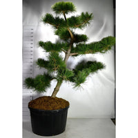 Japansk svarttall – Pinus thunbergii 'Thunderhead' - C280 200-225 cm. Bonsai