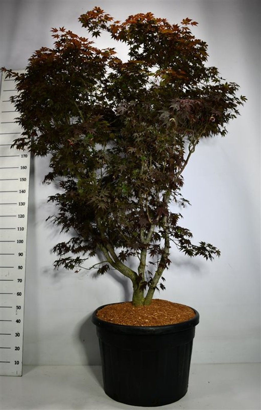 Japansk lönn – Acer palmatum &
