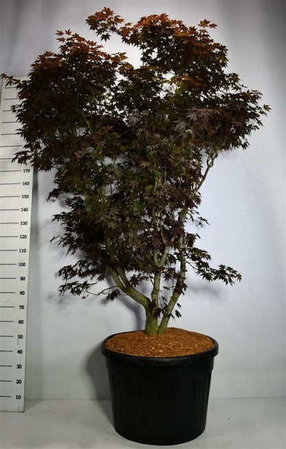 Japansk lönn – Acer palmatum &