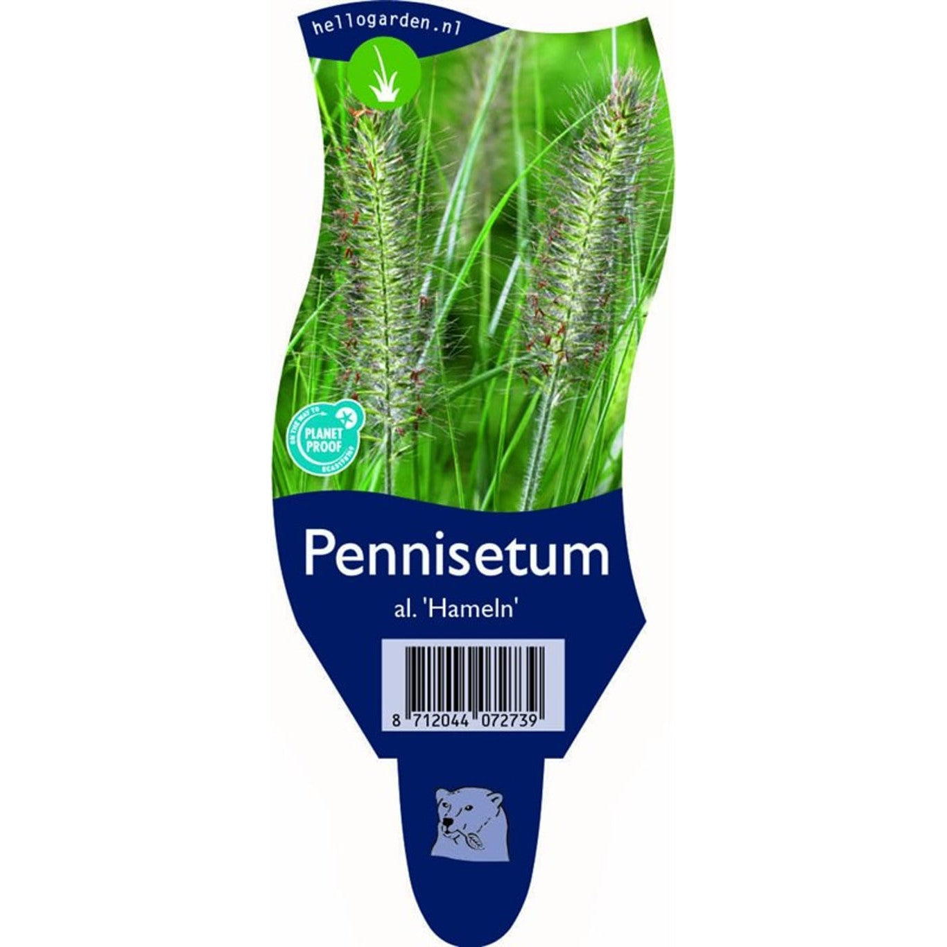 Lampborstgräs – Pennisetum alopecuroides 'Hameln' - P11