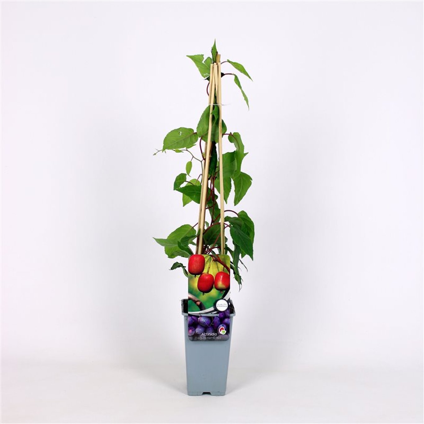 Minikiwi – Actinidia a. 'Ken's Red' - C2 70/+ CM