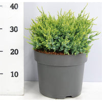 Himalaya-en – Juniperus squamata 'Holger' - C7.5 30-40 cm.