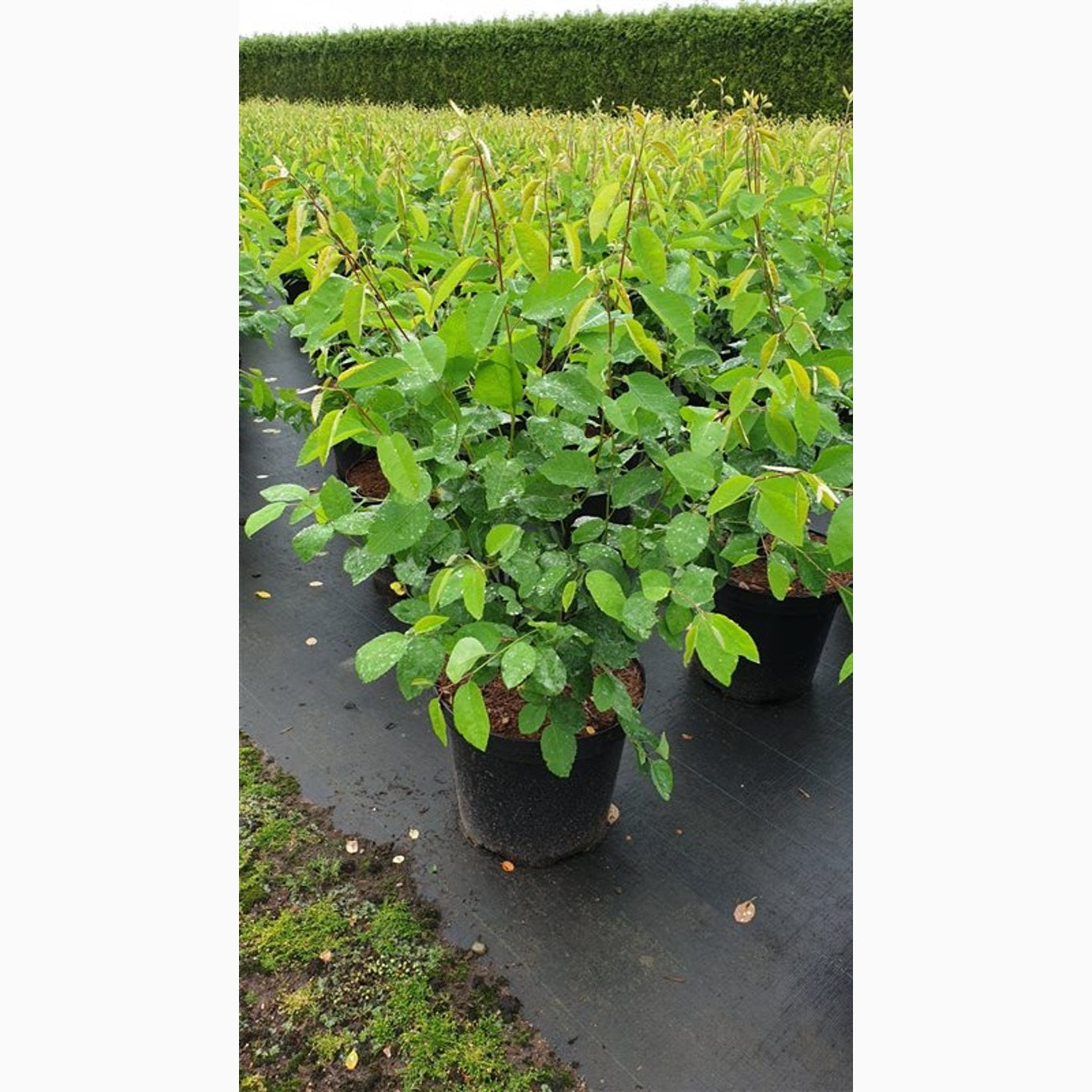 Häggmispel – Amelanchier lamarckii - C12 80-100 CM