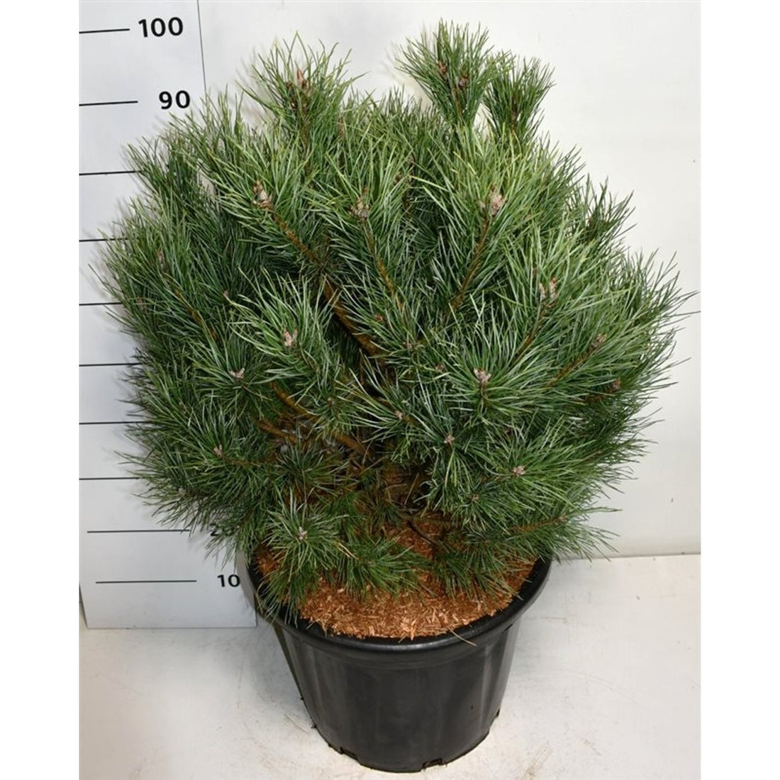 Tall – Pinus sylvestris &