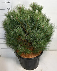 Tall – Pinus sylvestris 'Watereri' - C35 60-80 cm.