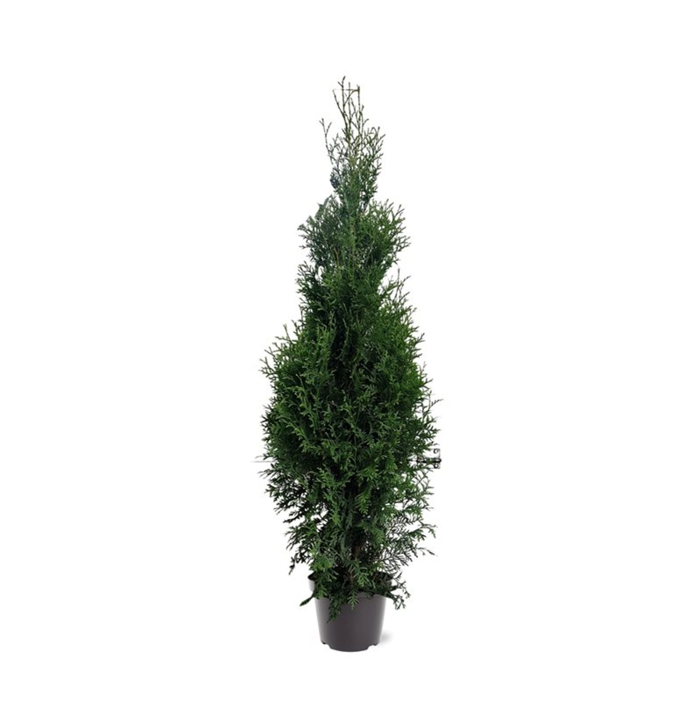Thuja – Thuja occidentalis 'King of Brabant' - C7,5 125-150 CM
