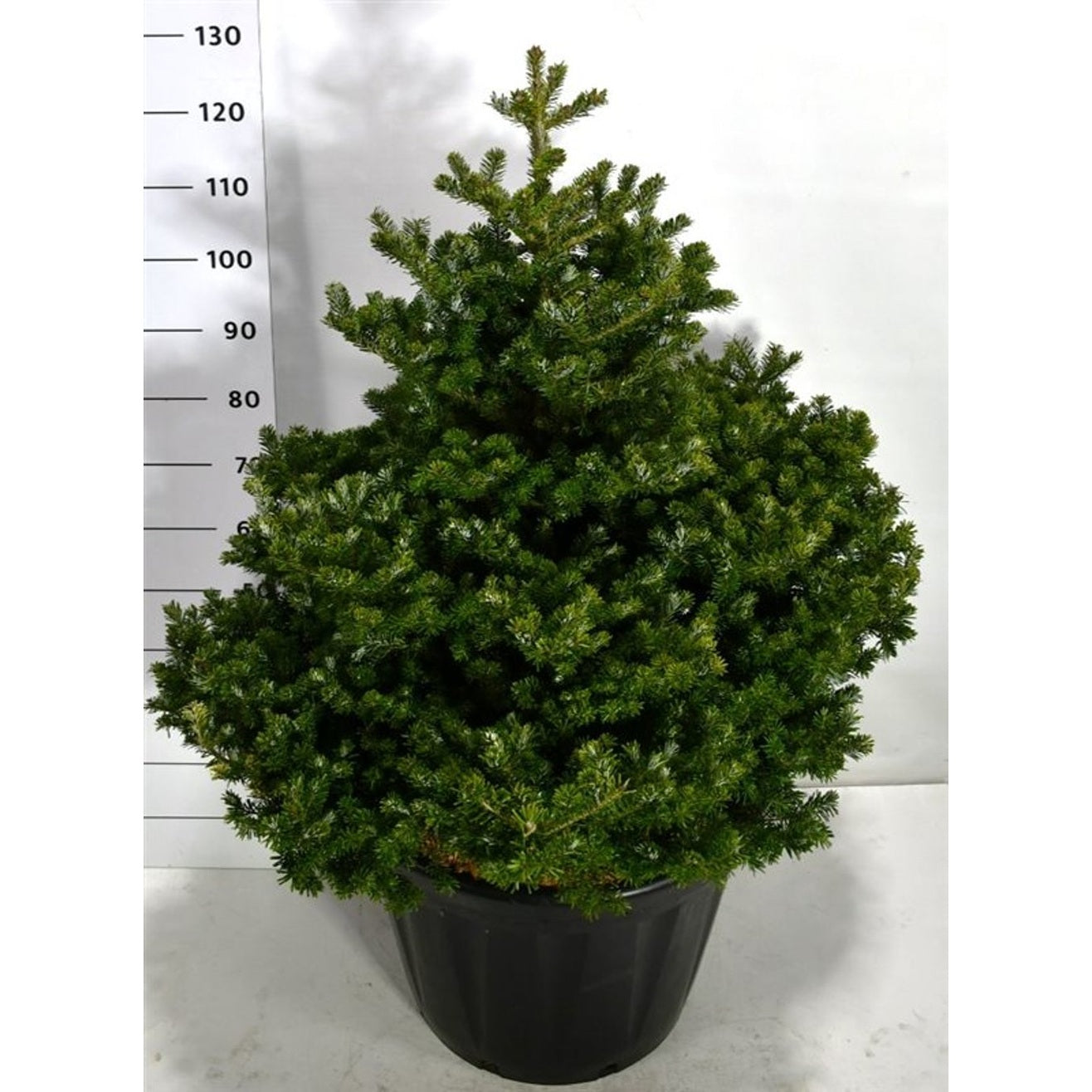 Koreagran – Abies koreana 'Molli' - C80 60-80 cm. Sol