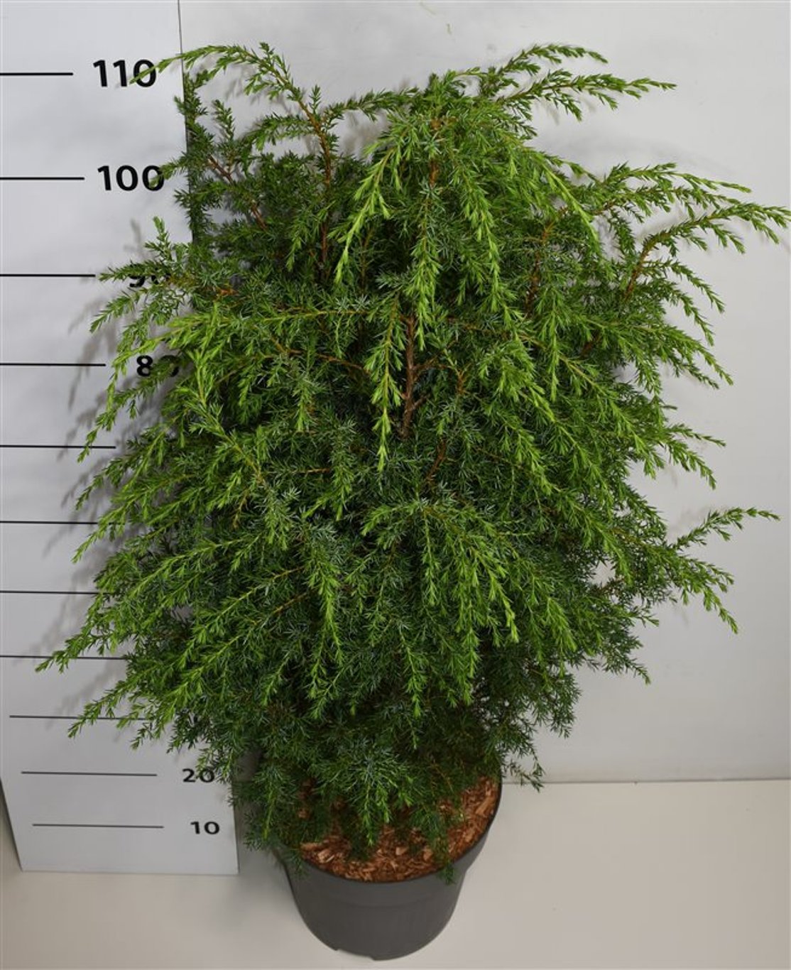 En – Juniperus communis 'Suecica' - C12 60-80 cm.
