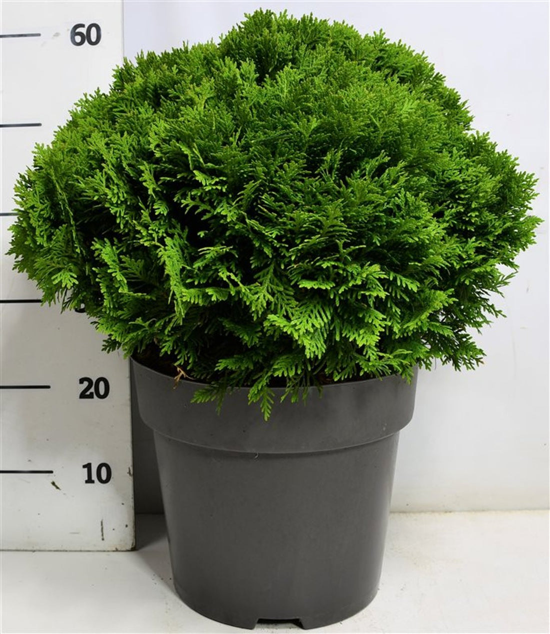 Thuja – Thuja occidentalis &