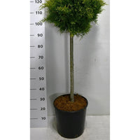 Pfitzer-en – Juniperus pfitzeriana 'Old Gold' - C18 70 cm. Stam