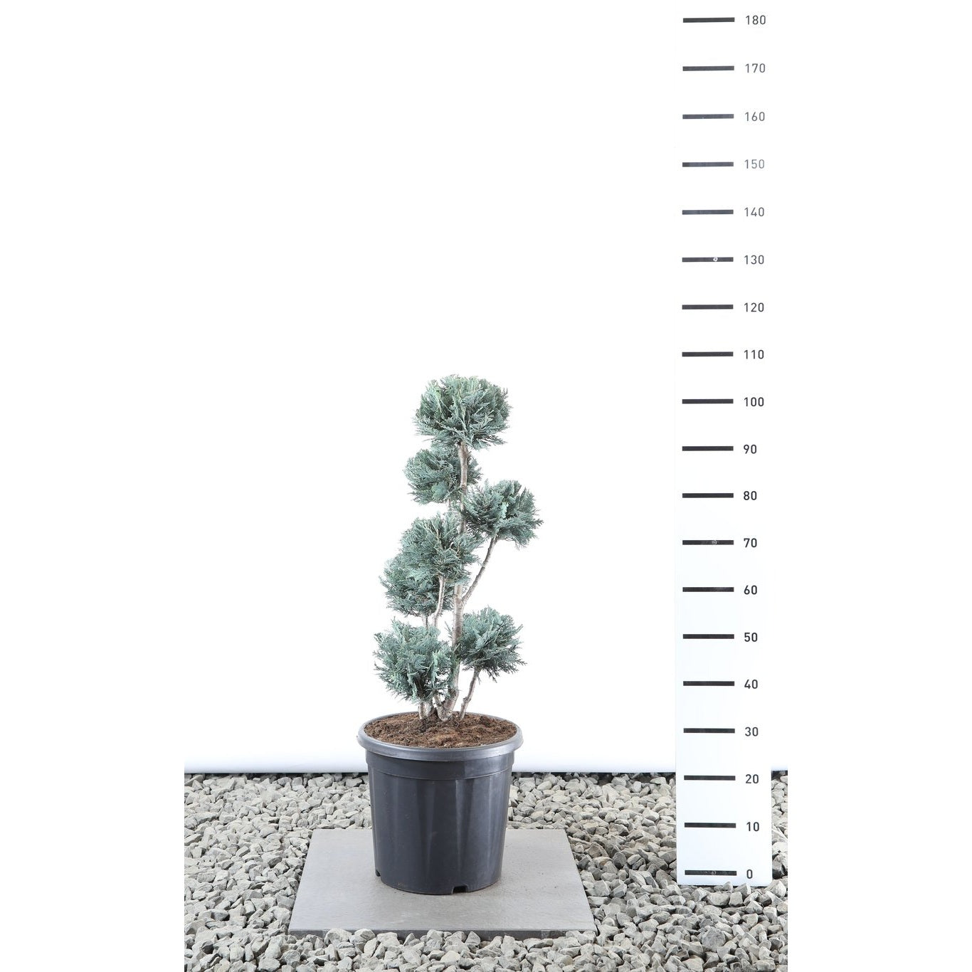 Ädelcypress – Chamaecyparis lawsoniana 'Pelt's Blue' - 60-80 CM PonPon EXTRA in Cont.