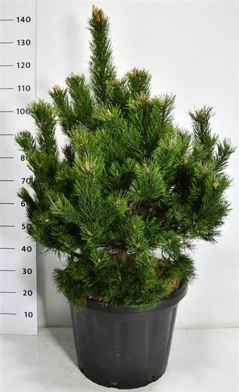 Bergtall – Pinus mugo &