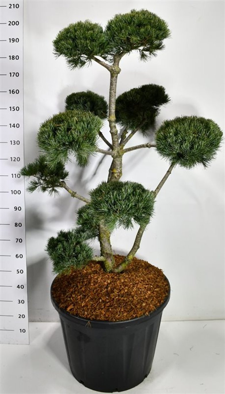 Japansk vit­tall – Pinus parviflora &