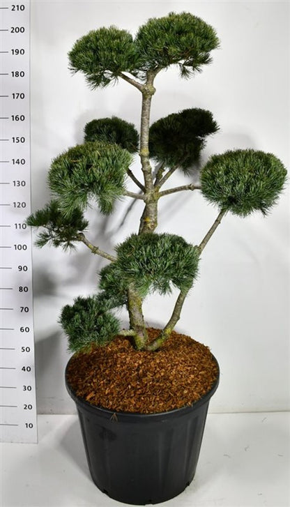 Japansk vit­tall – Pinus parviflora &