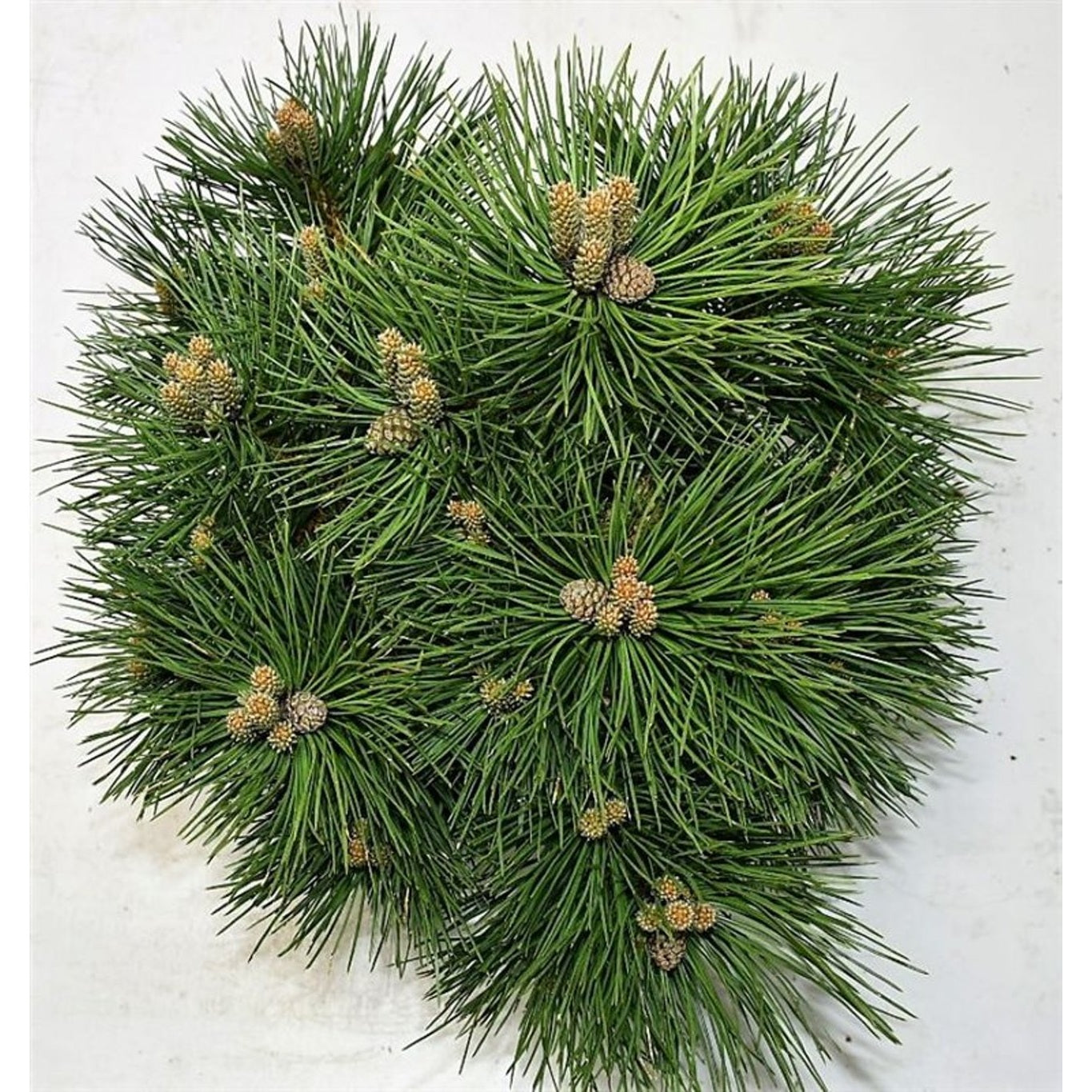 Svarttall – Pinus nigra 'Nana' - C13 30-40 cm.