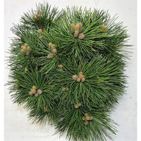 Svarttall – Pinus nigra 'Nana' - C13 30-40 cm.